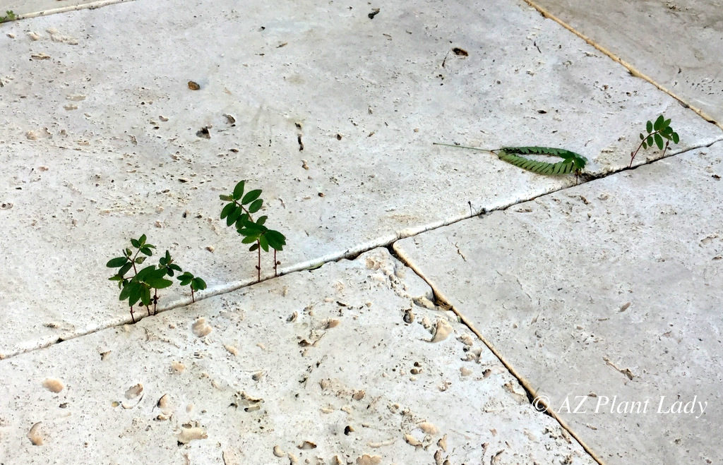 weeds in cracks of travertine