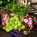 creating edible container garden