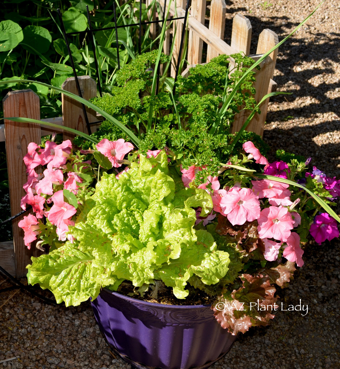 creating edible container garden