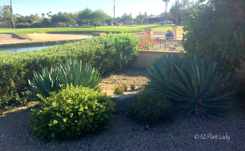 agave and golf views