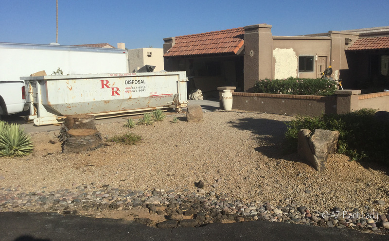 Desert Landscape Renovation before photo