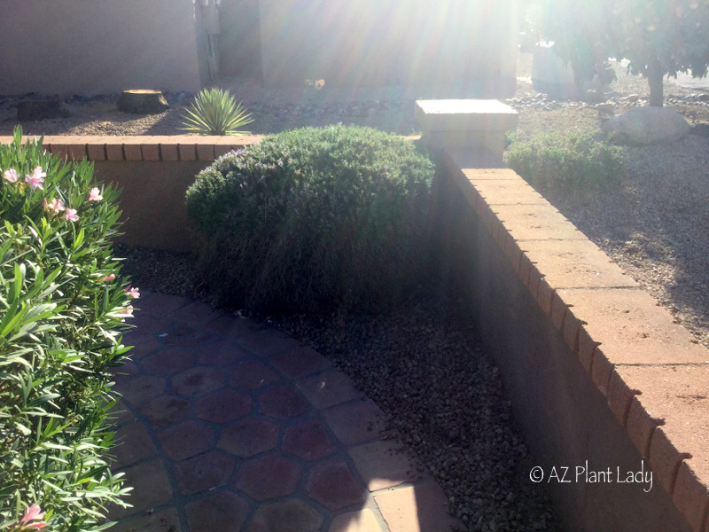 Desert Landscape Renovation