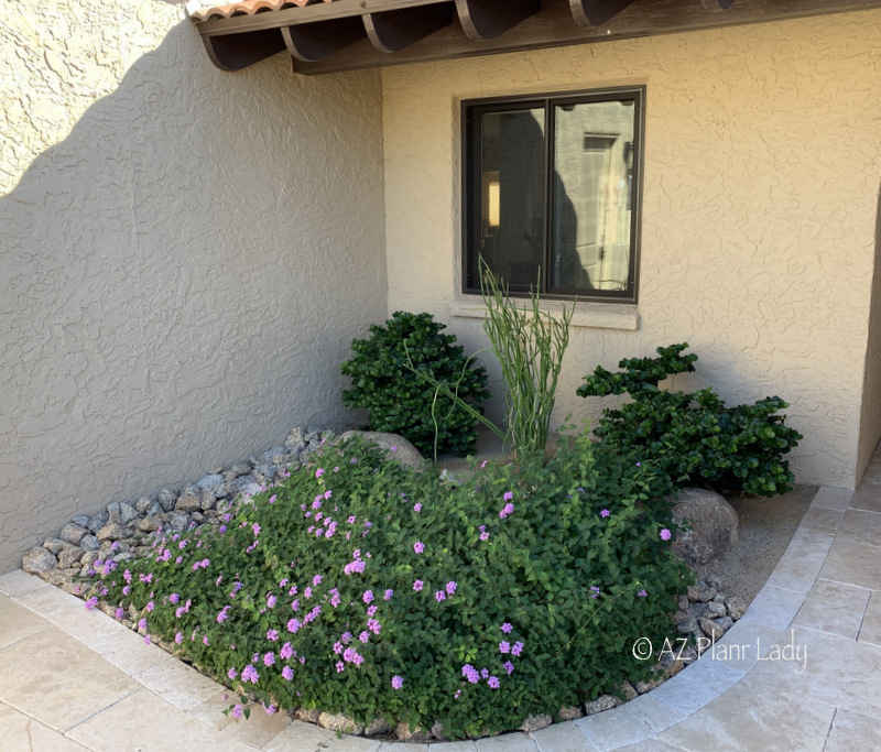 beautiful flowers in the desert landscape