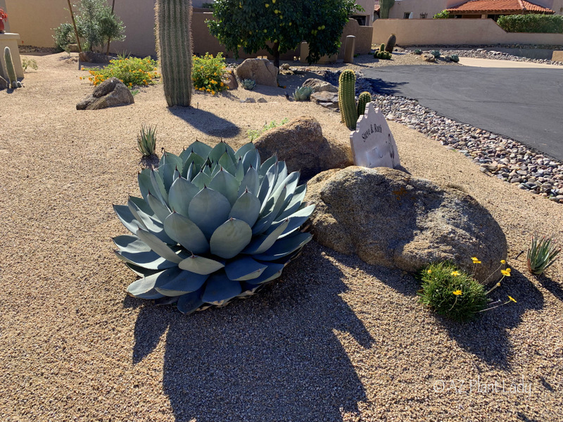 agave beauty in the garden