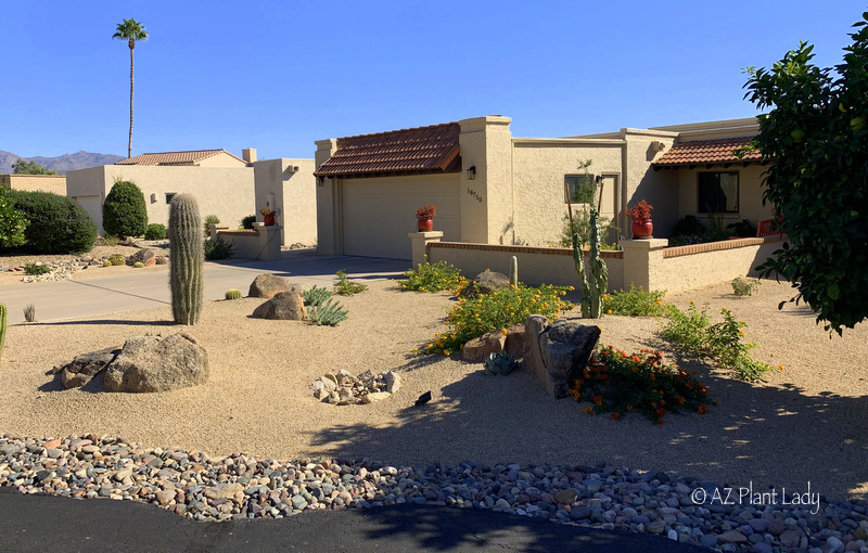 Desert Landscape Renovation