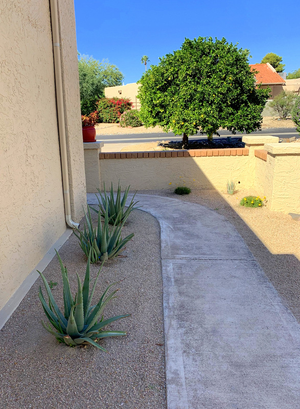 Desert Landscape Renovation