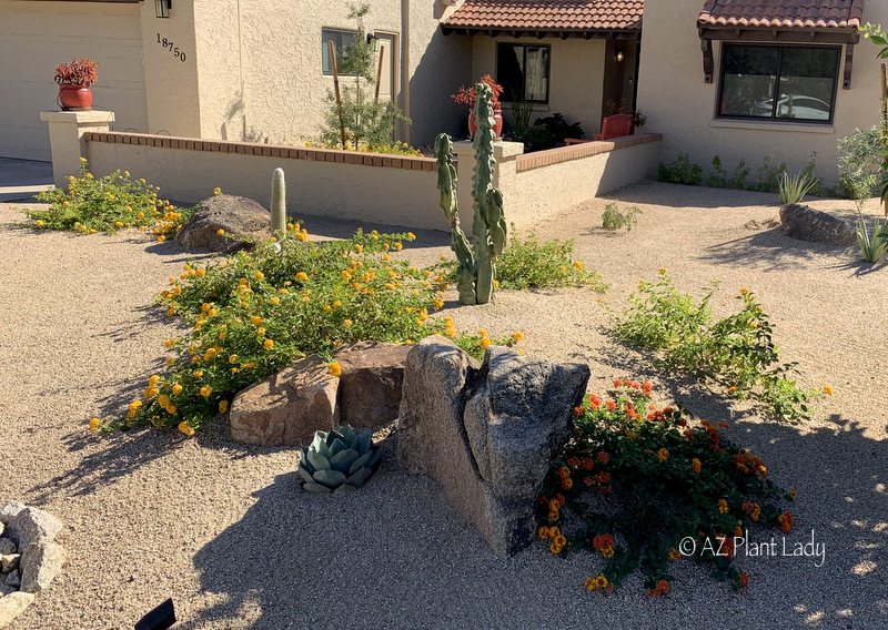 Desert Landscape Renovation