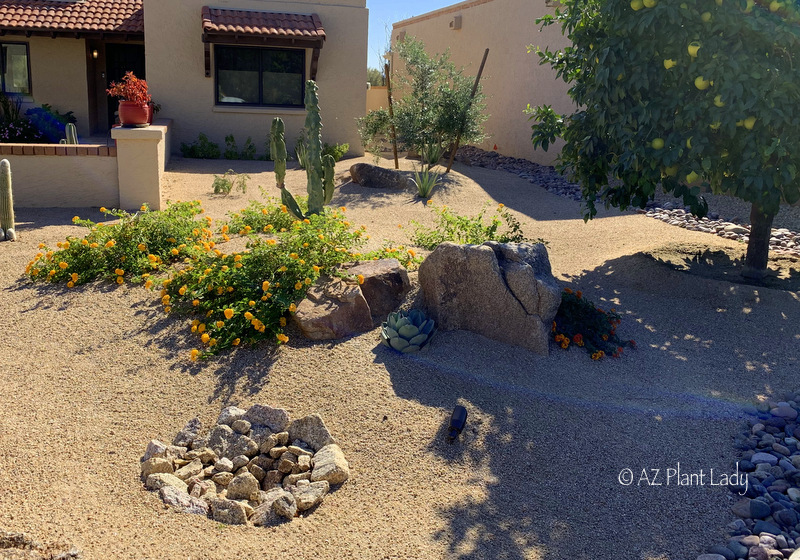 Desert Landscape Renovation