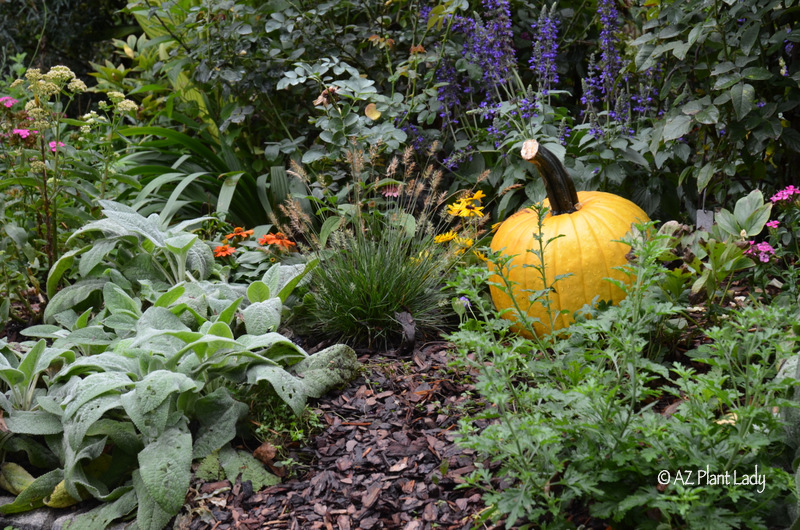 pumpkins_decorate_garden