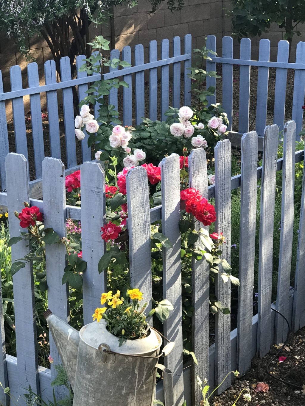 Arizona Rose Garden with david austin roses