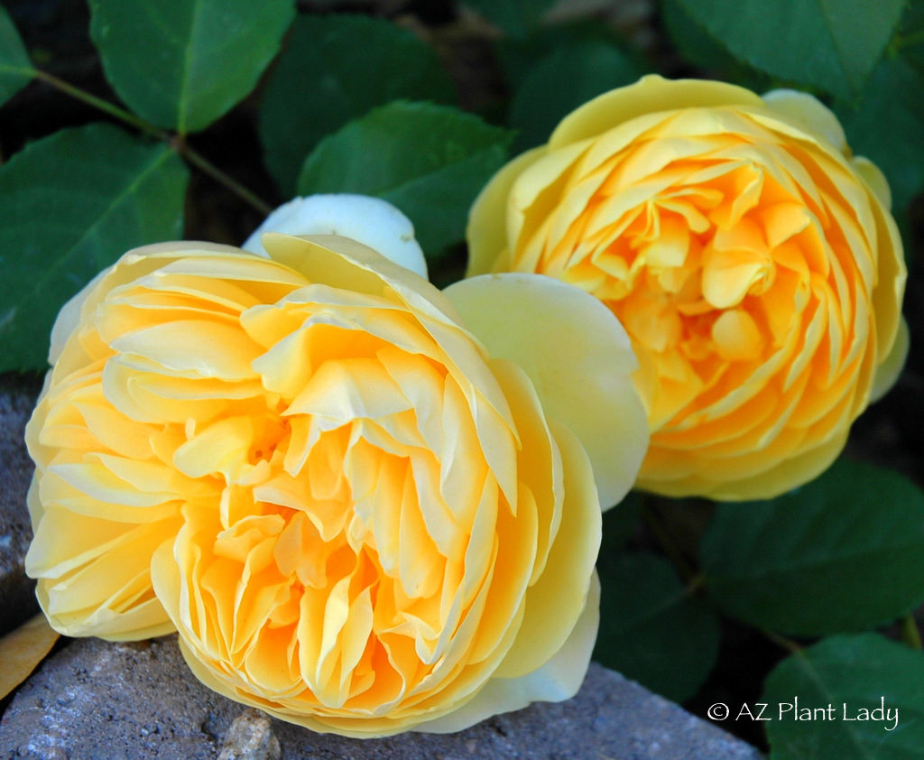 Graham Thomas English rose growing in Phoenix