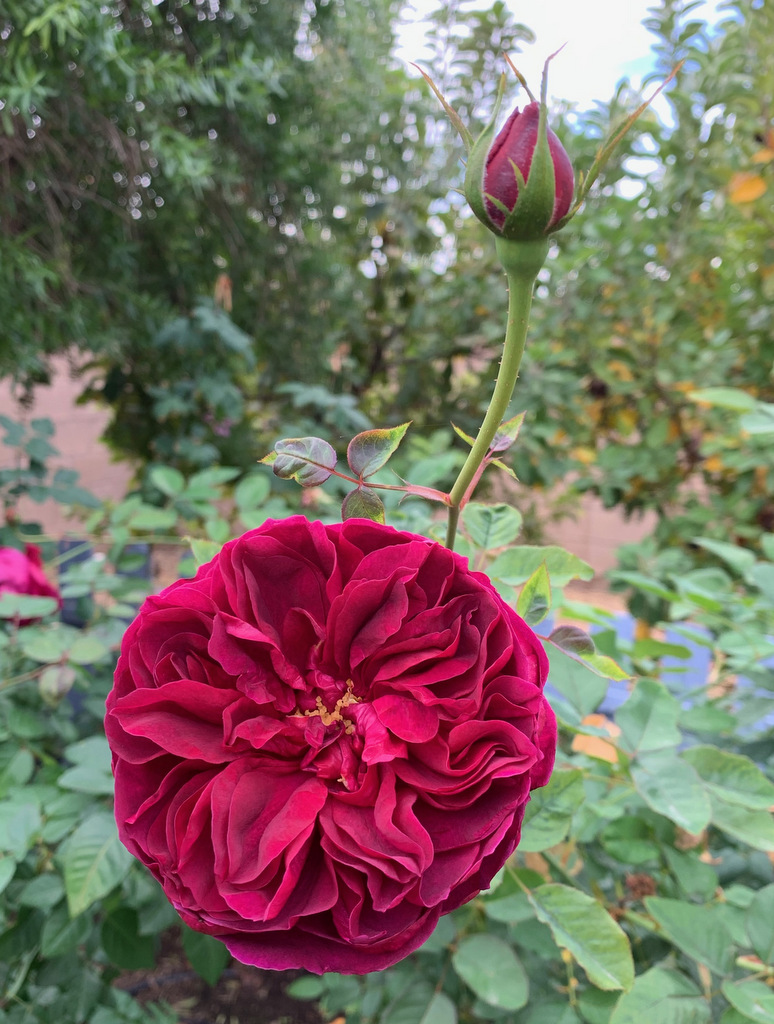 Red rose Darcy Bussell grows in an Arizona garden