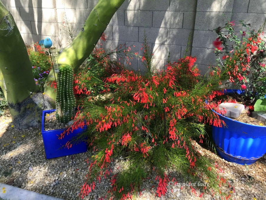 Coral Fountain growing in Arizona garden