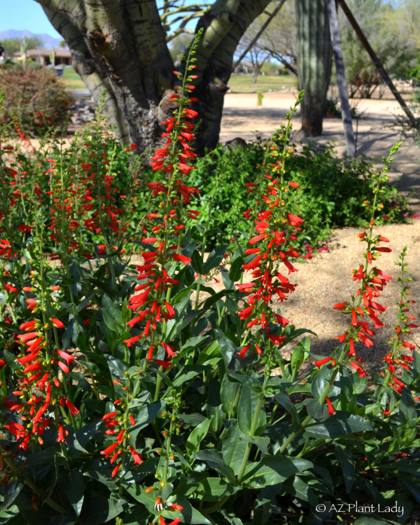 Firecracker penstemons (Penstemon eatonii) adds vibrant color to a hummingbird demonstration garden.