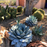 Agave parryi in Southwestern landscape