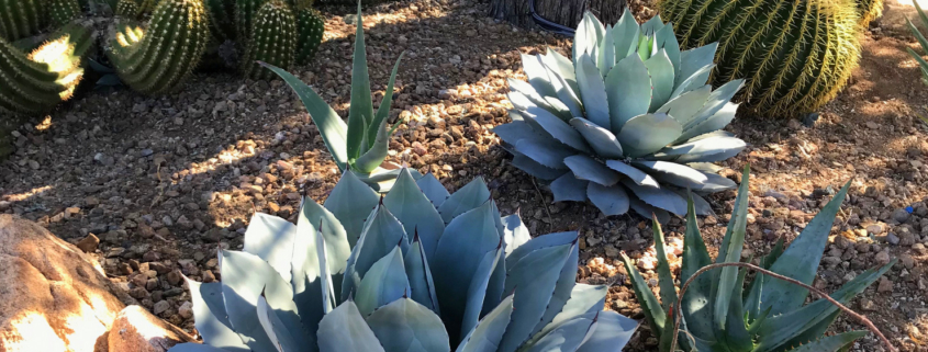 Agave parryi in Southwestern landscape