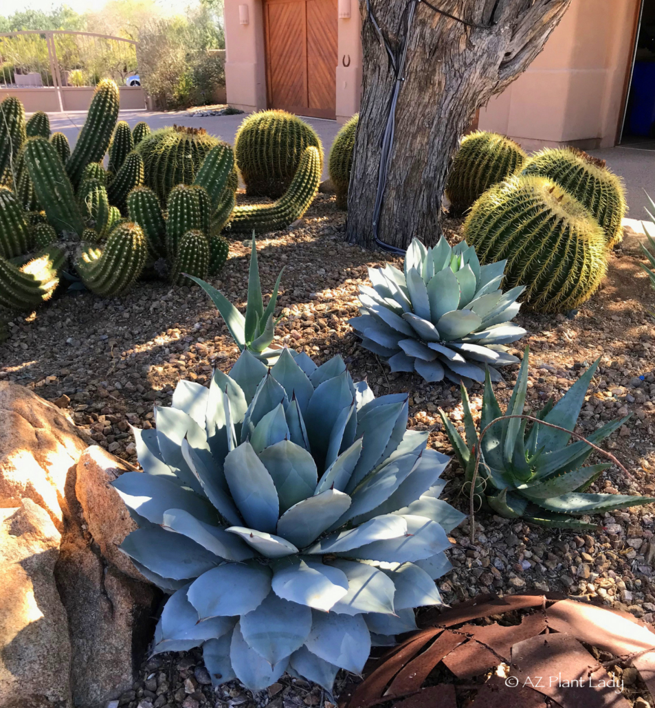 Agave parryi in Southwestern landscape