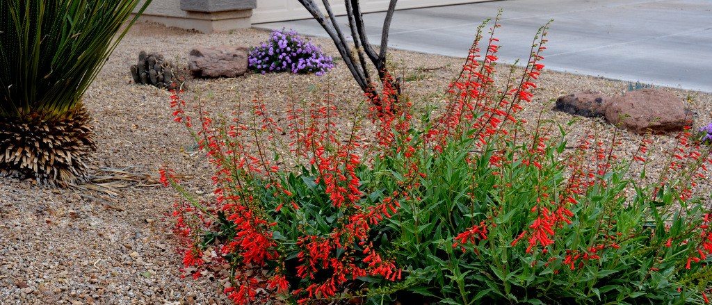 Firecracker Penstemon (Penstemon eatoni) Flowers winter into spring