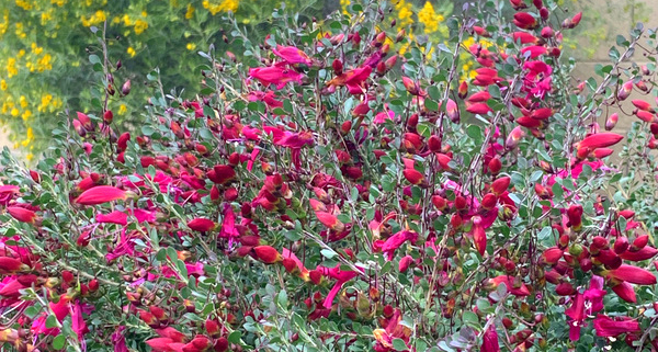 winter-blooming-shrubs