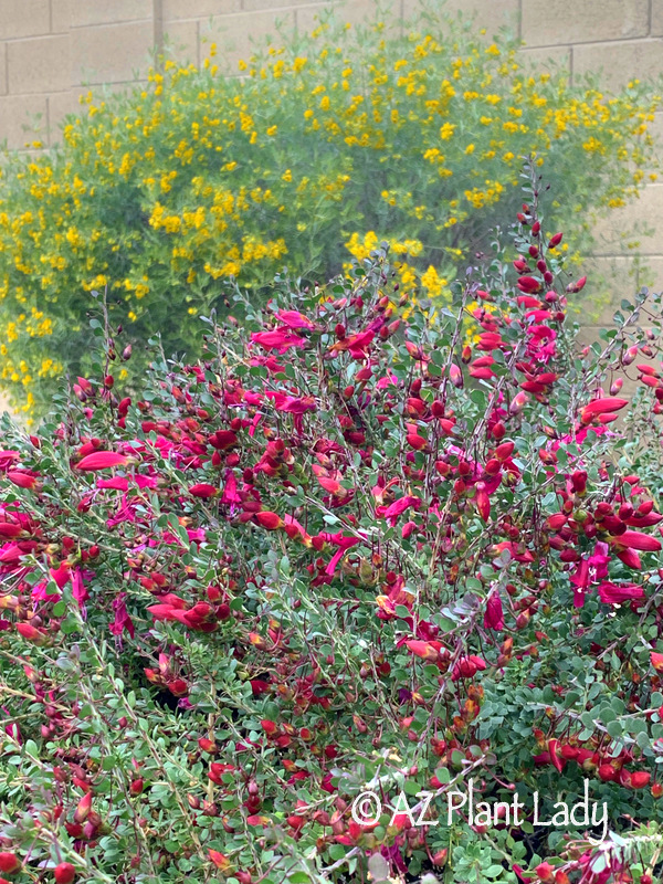 frost-damaged plants