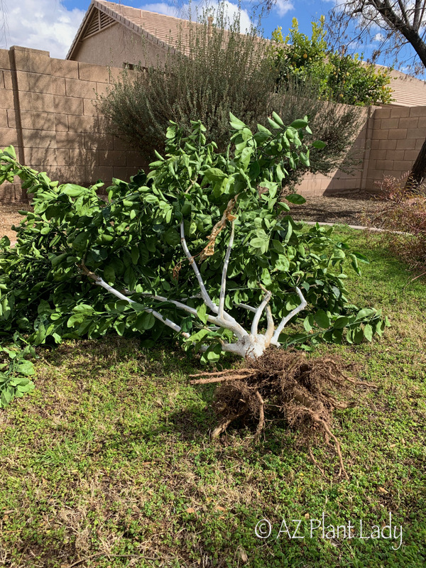 Removing a healthy plant