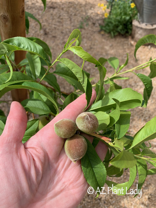 Young peaches from Spring Garden