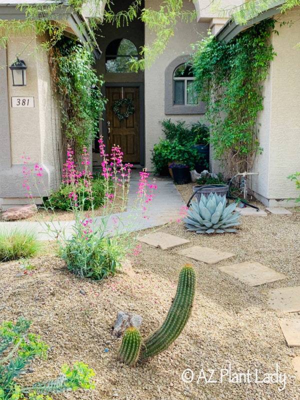 pink blooming plants