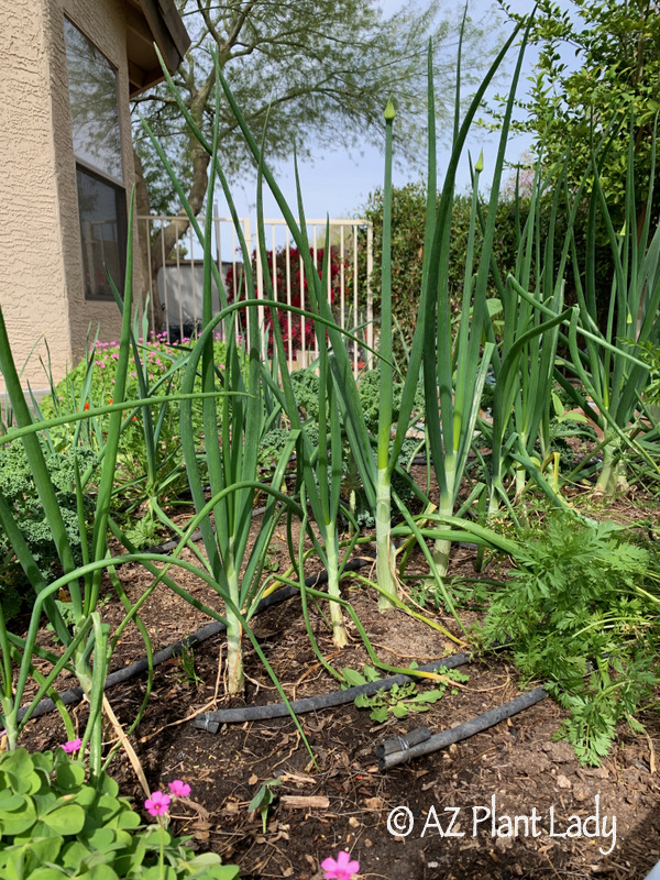 Onions growing in my vegetable garden 