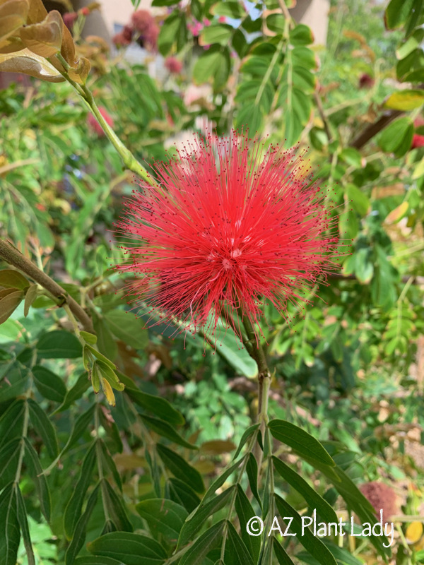 Red Powder Puff (Calliandra haematocephala) Spring Garden