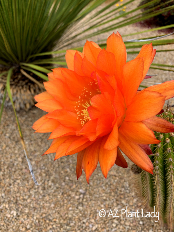 Echinopsis hybrid 'Ember (Spring Garden)