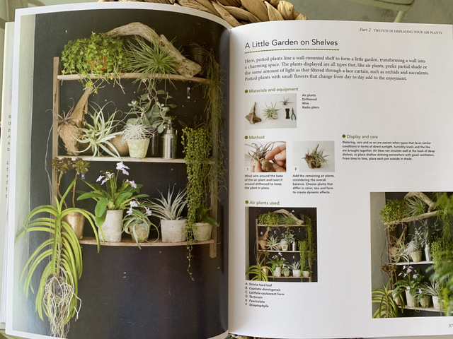 arranged air plants on a shelf