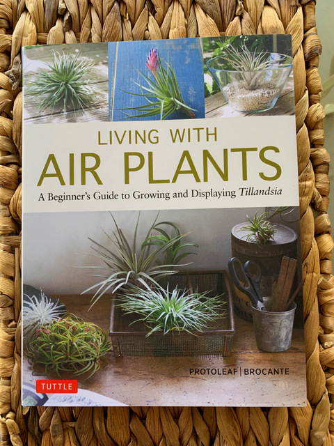 Living With Air Plants