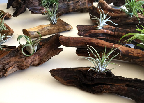 I was provided a free copy of Living With Air Plants for my honest review.