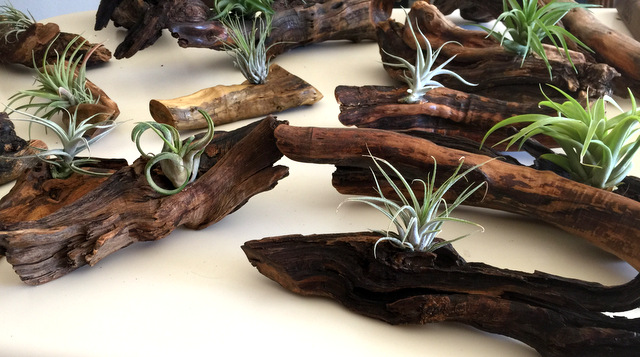 Old creosote roots with air plants(
 Living With Air Plants)