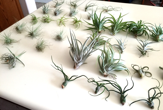 A variety of small air plants ( Living With Air Plants)