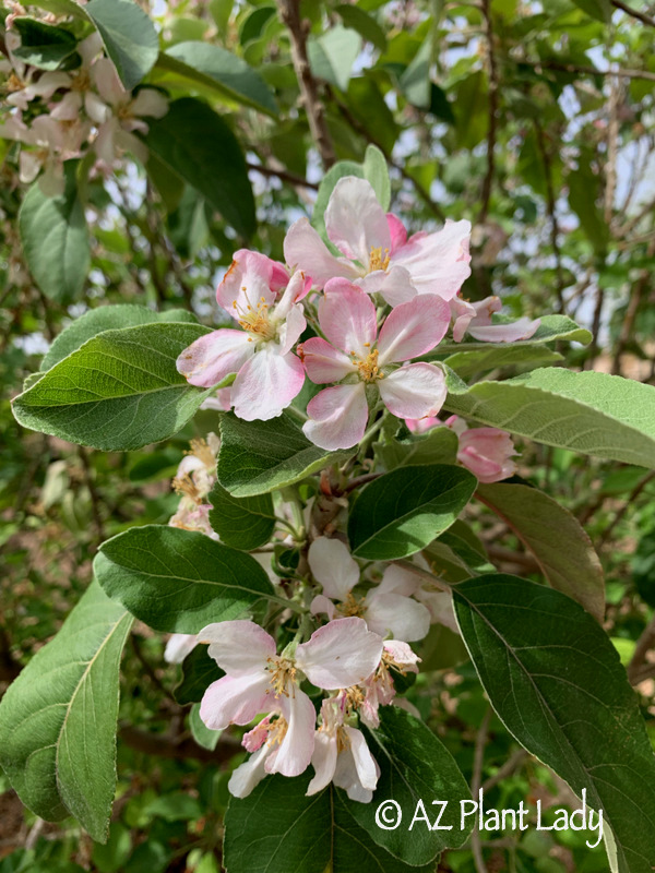 Apple tree blossoms from Spring Garden