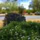 prickly-pear-cactus-white-lantana