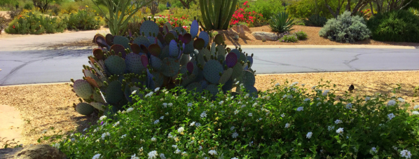 prickly-pear-cactus-white-lantana