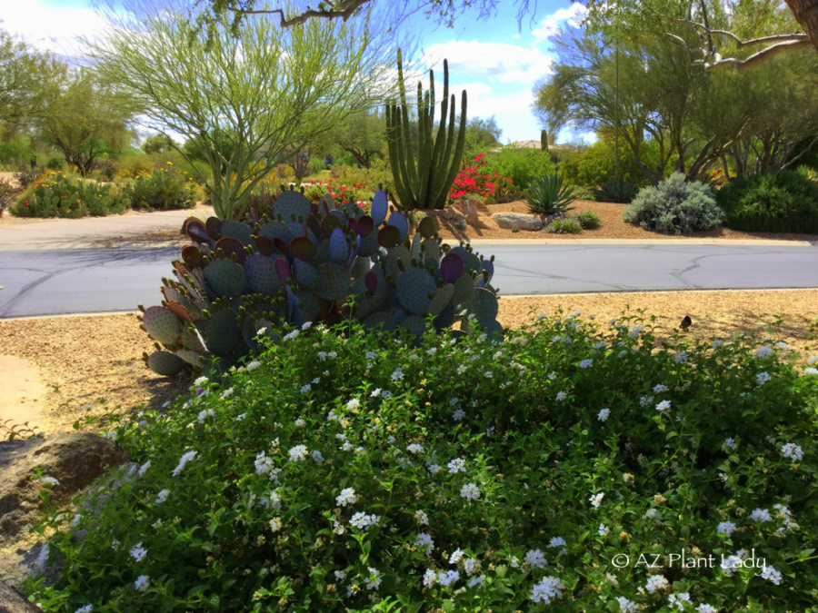 prickly-pear-cactus-white-lantana