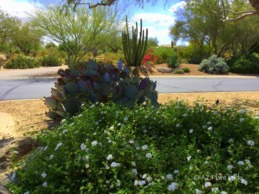 prickly-pear-cactus-white-lantana for desert gardeners