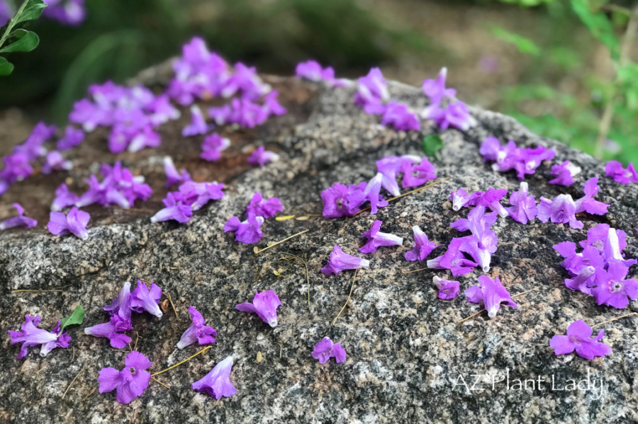 purple-flowers-on-boulder