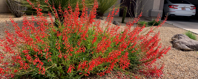 flowering perennial firecracker penstemon