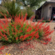 flowering perennial firecracker penstemon