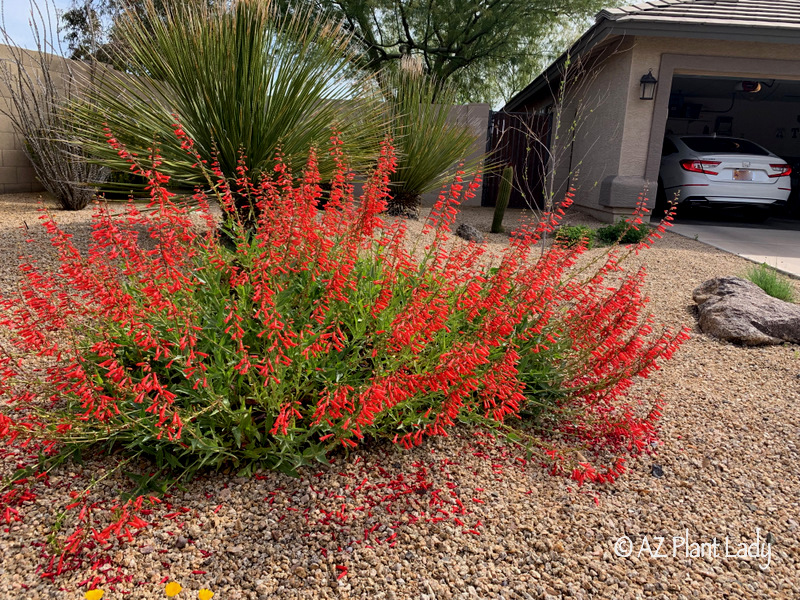 Tour of My Spring Garden, Firecracker Penstemon (Penstemon eatoni)