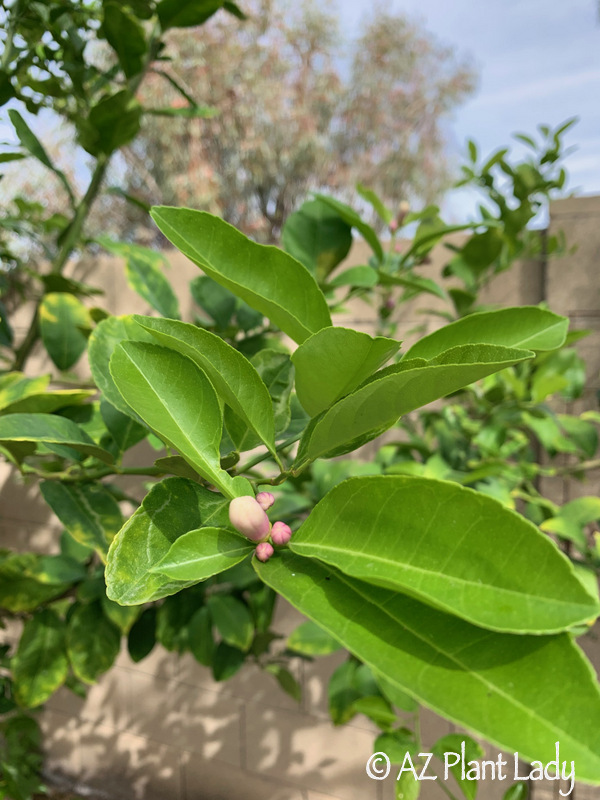 Meyer Lemon blossom from Spring Garden Tour