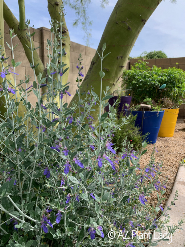 Shrubby Germander (Teucrium fruiticans) Spring Garden tour