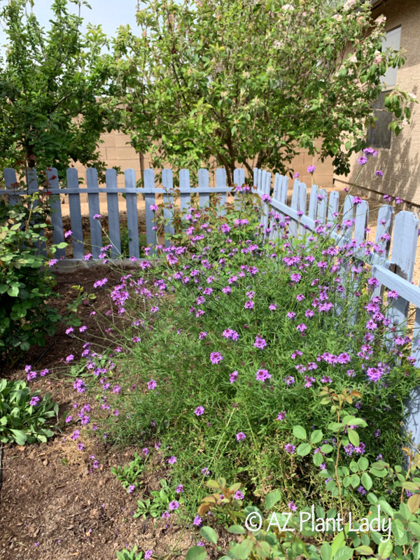 purple flowering verbena