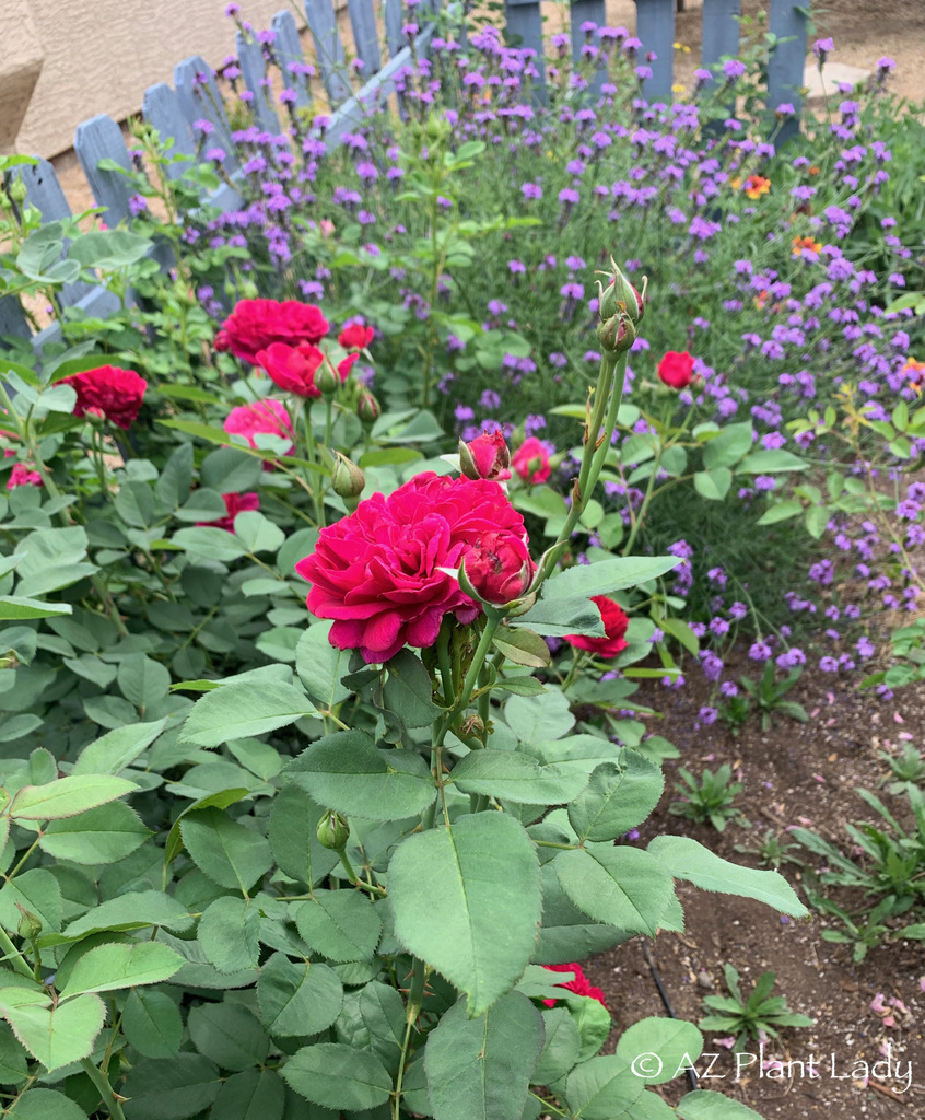 red David Austin rose Darcey Bussell