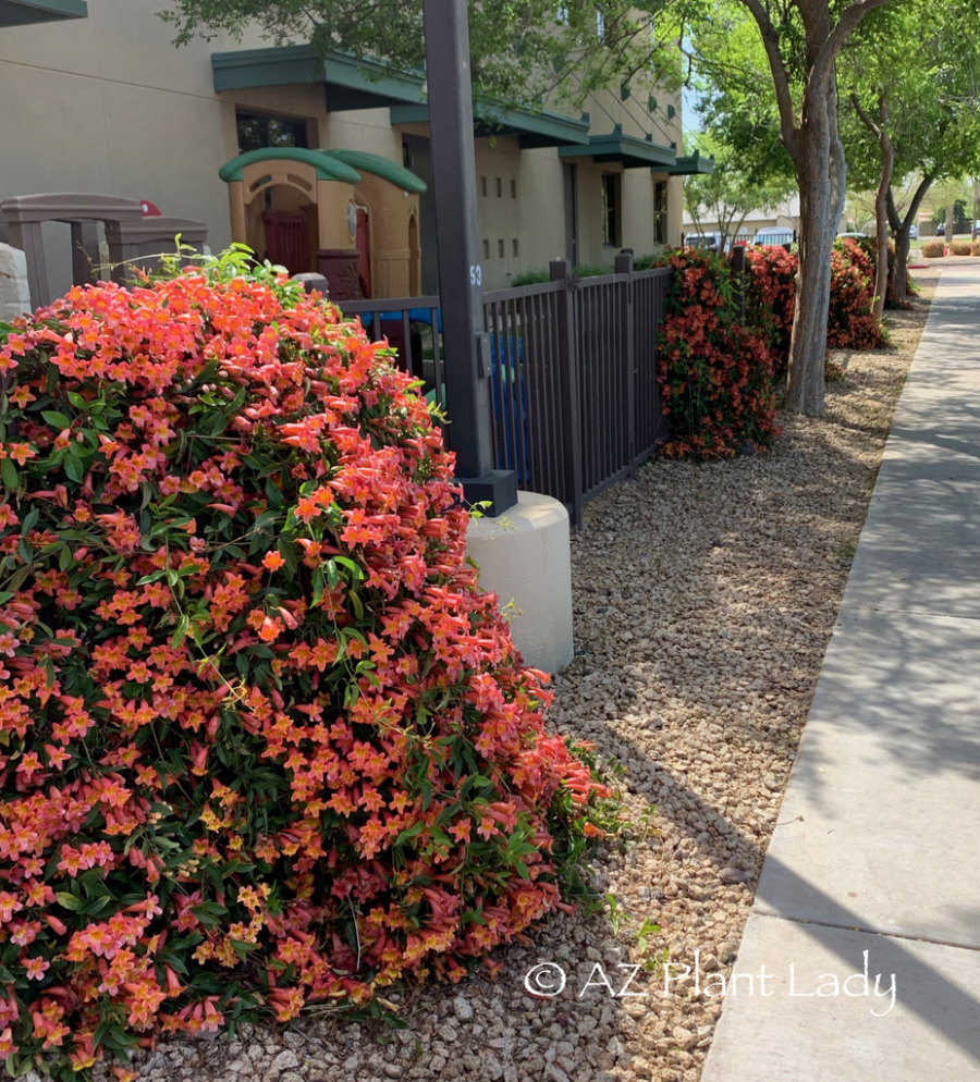 Climbing vine Tangerine Beauty Crossvine