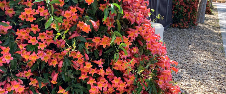 Tangerine-Beauty-Crossvine